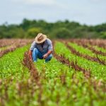Essential Agriculture Loans Tailored for Magic Valley Farms 